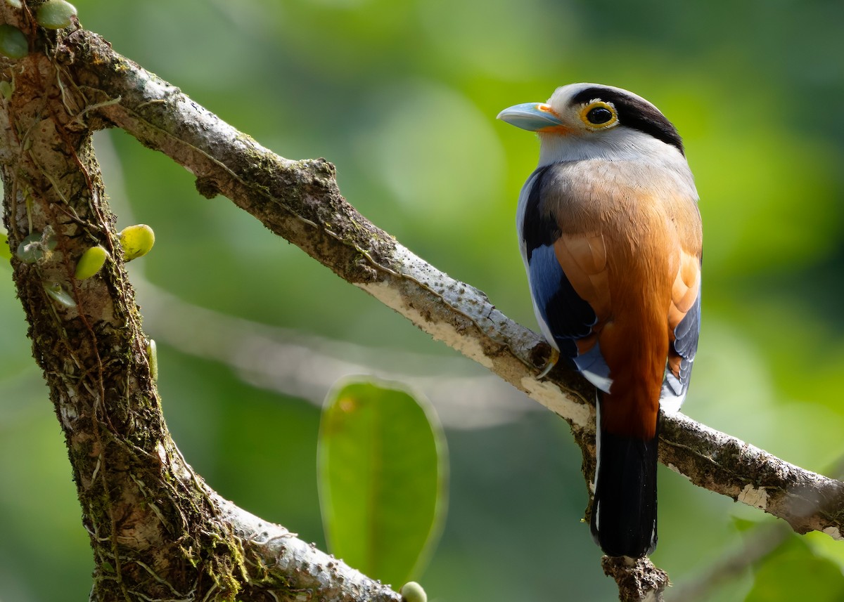 Рогодзьоб синьокрилий - ML646297114