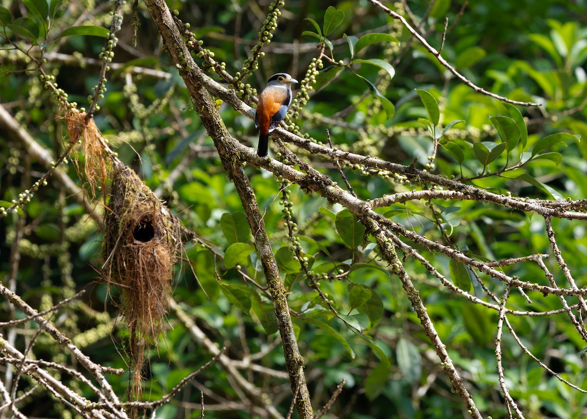 Рогодзьоб синьокрилий - ML646297115