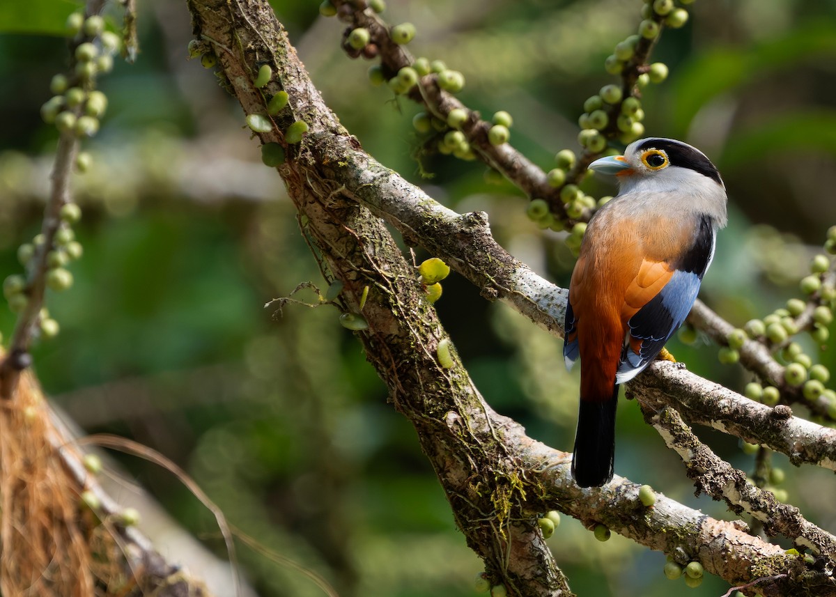 Рогодзьоб синьокрилий - ML646297116