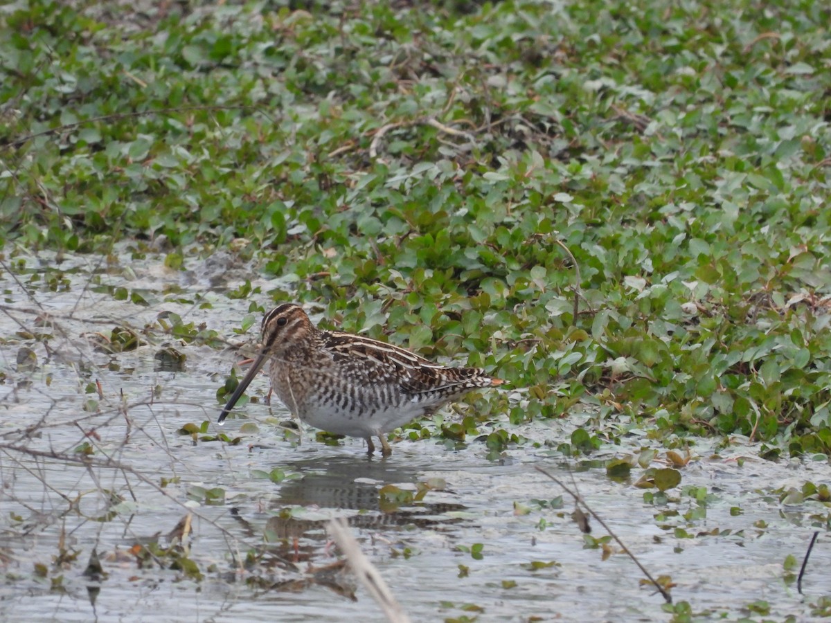 Wilson's Snipe - ML646297117