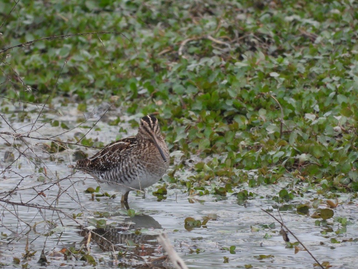 Wilson's Snipe - ML646297118