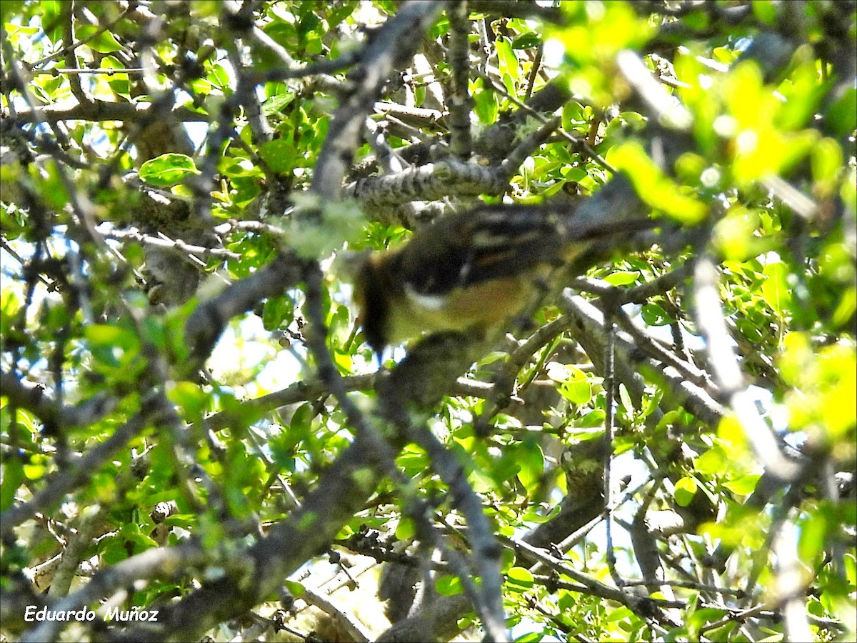 ハリオカマドドリ - ML646297119