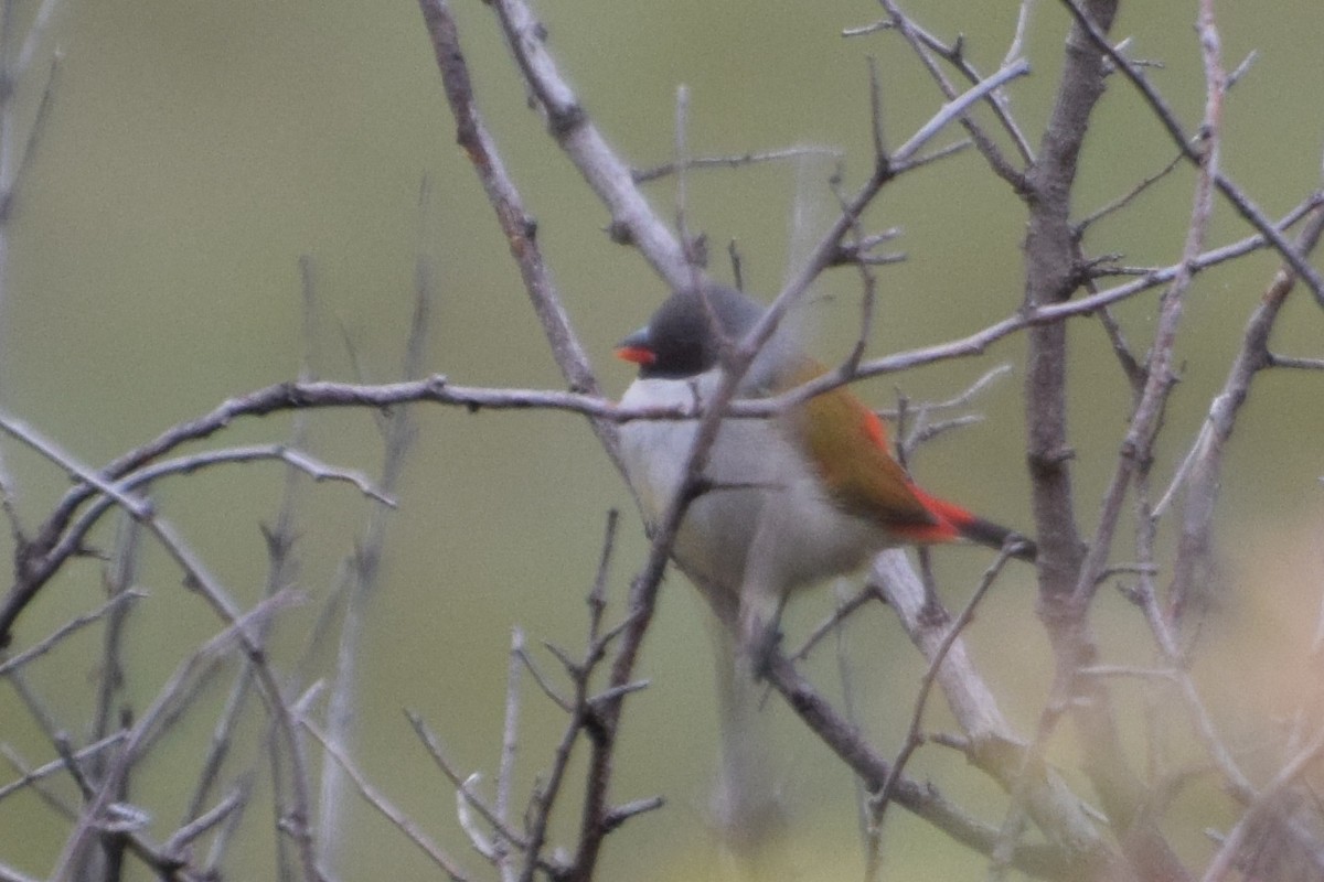 Swee Waxbill - ML646297120