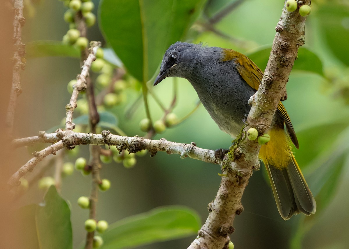 Bulbul Ventrigrís - ML646297123