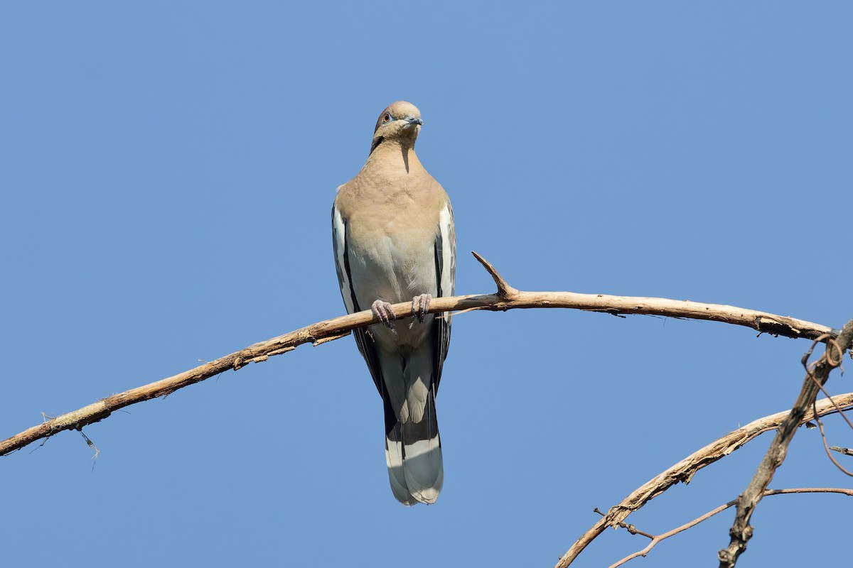 White-winged Dove - ML646297124