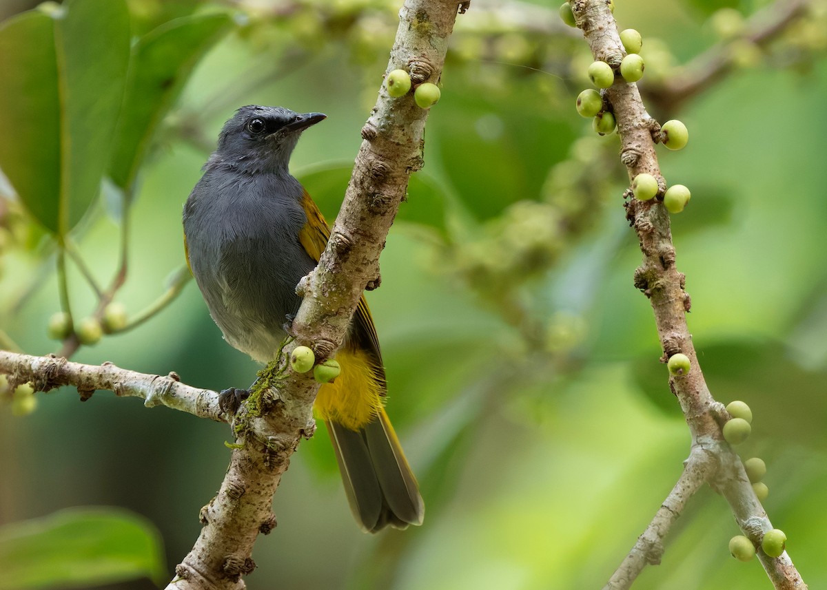 Bulbul Ventrigrís - ML646297125
