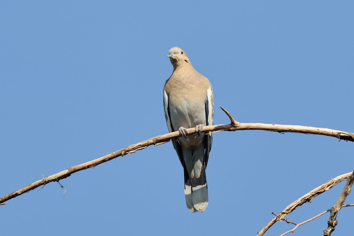 White-winged Dove - ML646297126