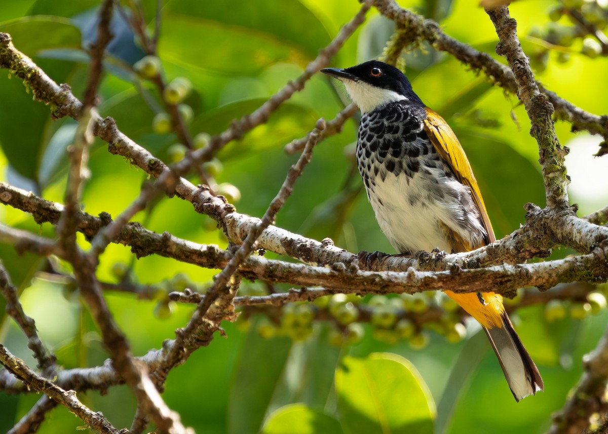 Bulbul écaillé - ML646297132