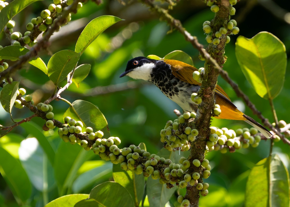 Bulbul écaillé - ML646297133