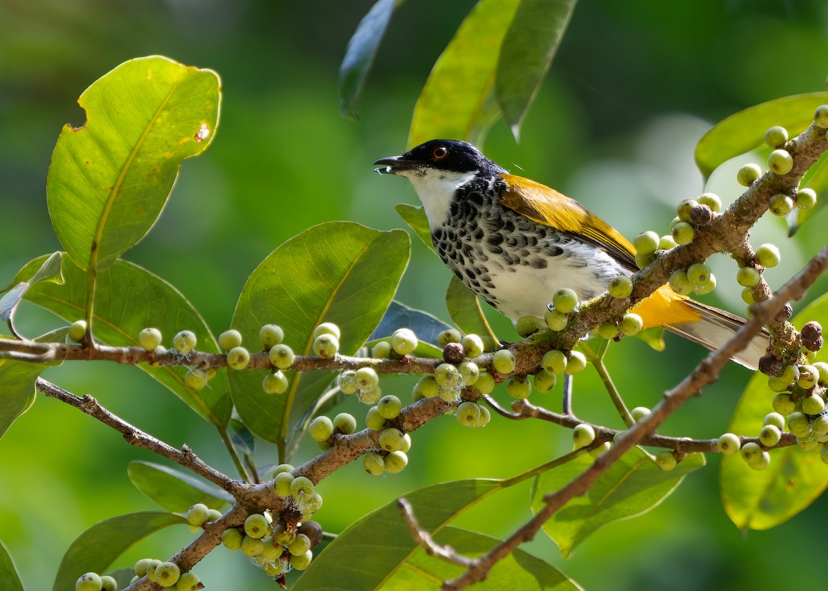 Bulbul écaillé - ML646297134