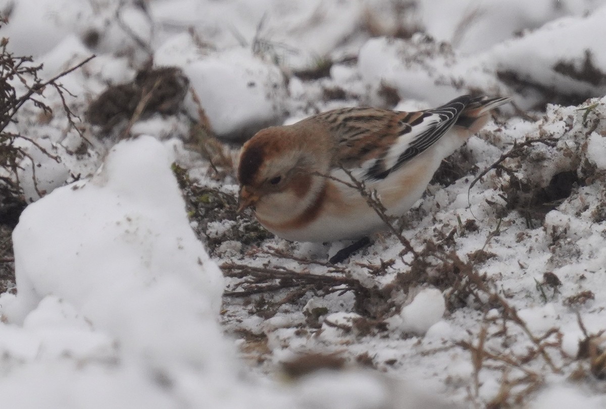 Snow Bunting - ML646297135