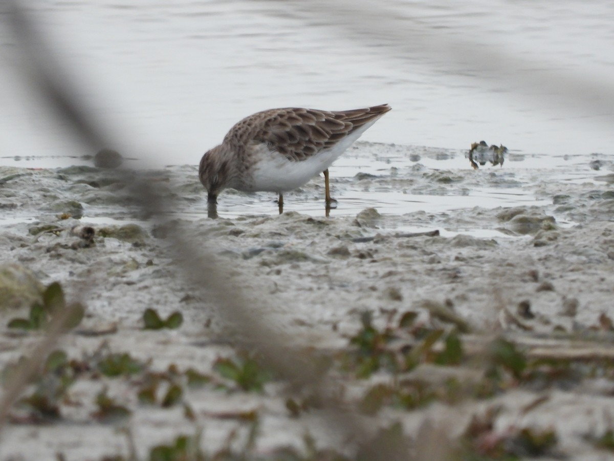 Least Sandpiper - ML646297136