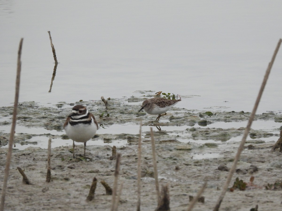 Least Sandpiper - ML646297137