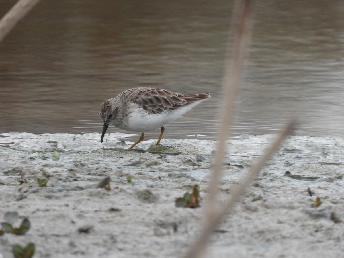 Least Sandpiper - ML646297138
