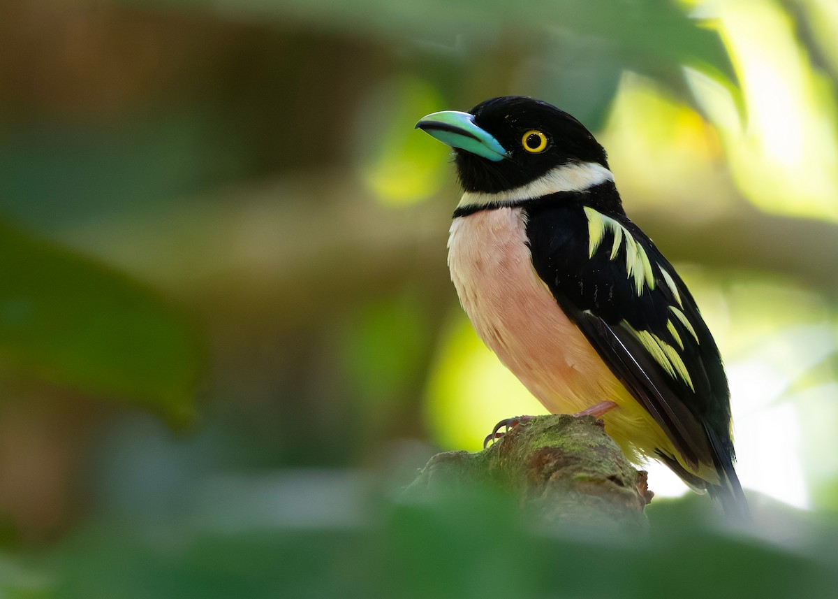 Black-and-yellow Broadbill - ML646297140