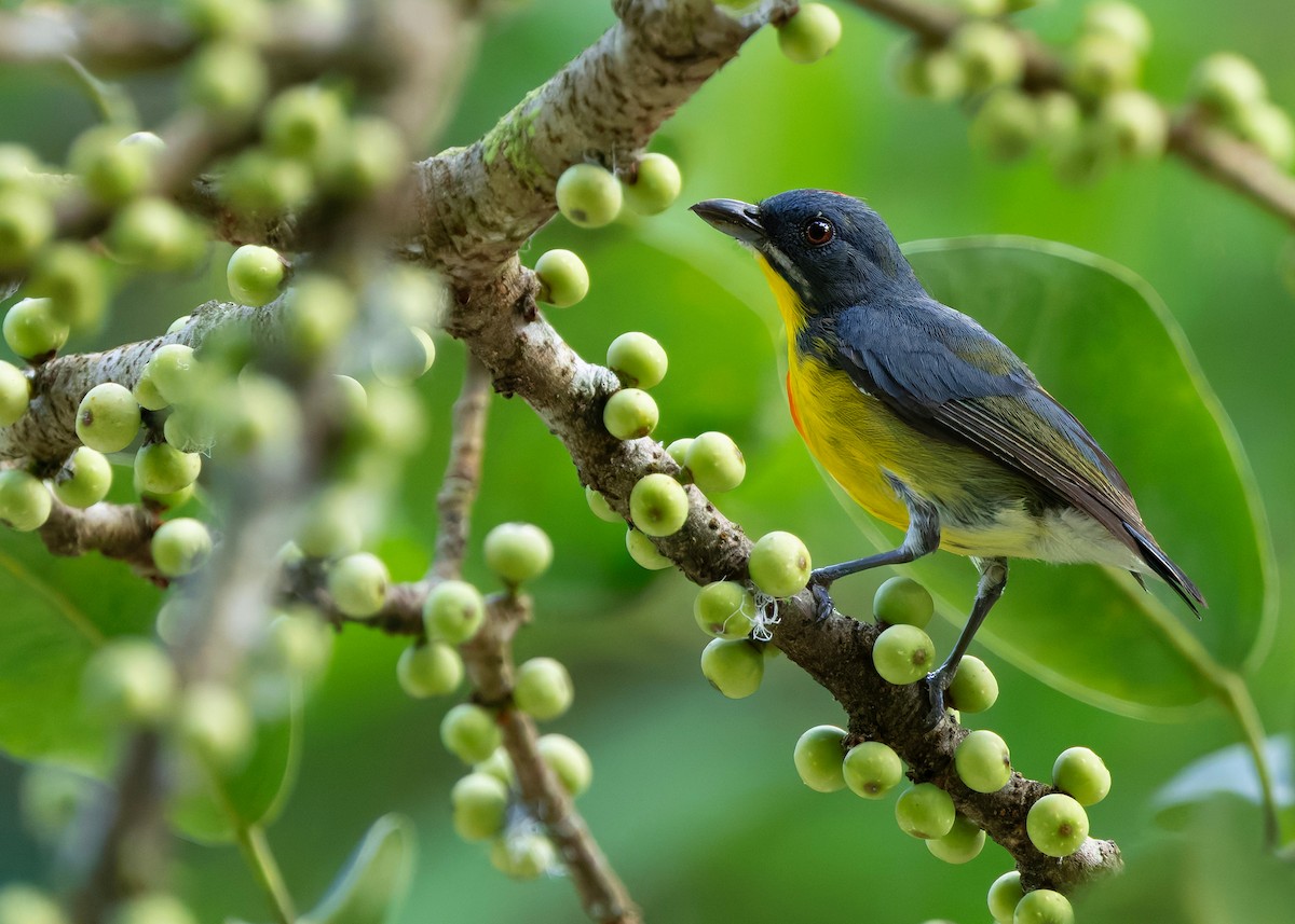 Crimson-breasted Flowerpecker - ML646297150