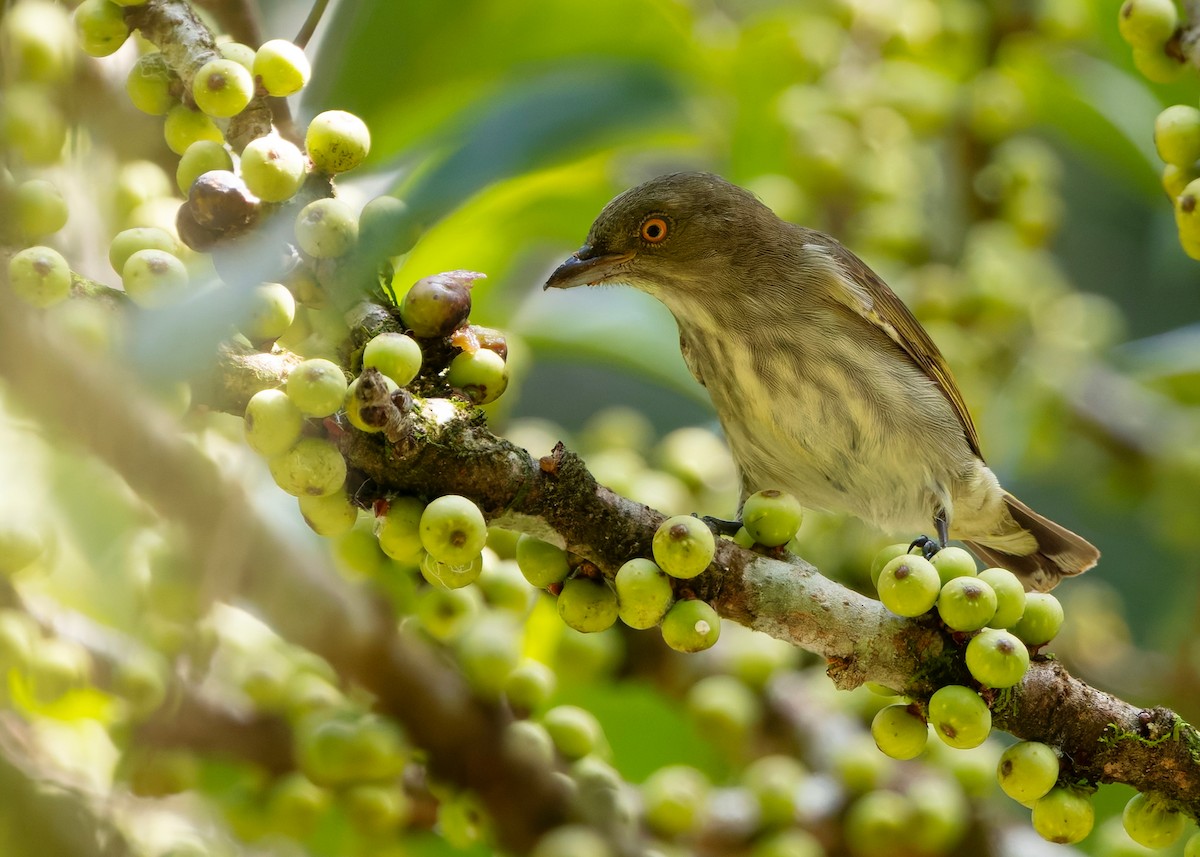 Thick-billed Flowerpecker (obsoleta Group) - ML646297155