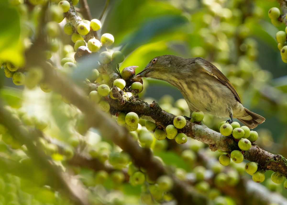 Thick-billed Flowerpecker (obsoleta Group) - ML646297156