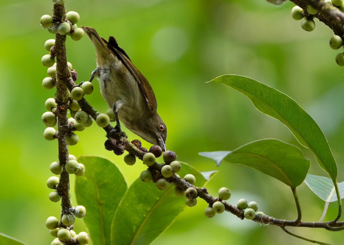 Thick-billed Flowerpecker (obsoleta Group) - ML646297157