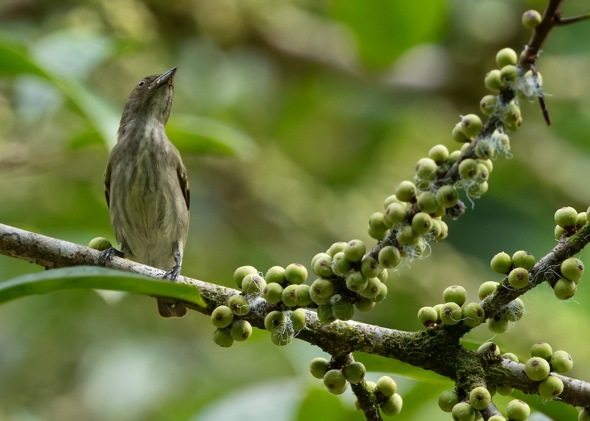 Thick-billed Flowerpecker (obsoleta Group) - ML646297158