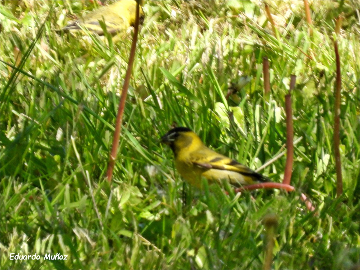 čížek vousatý - ML646297164