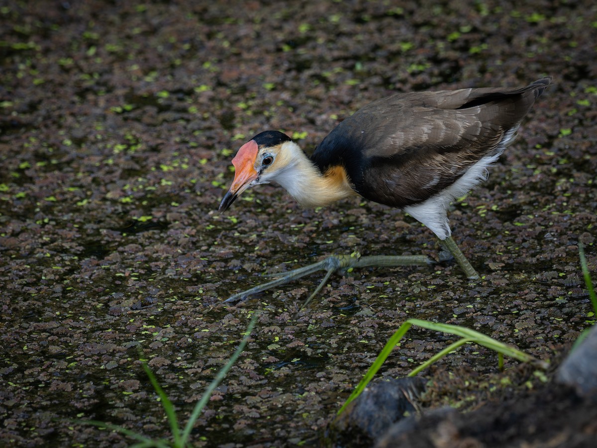 Comb-crested Jacana - ML646297165