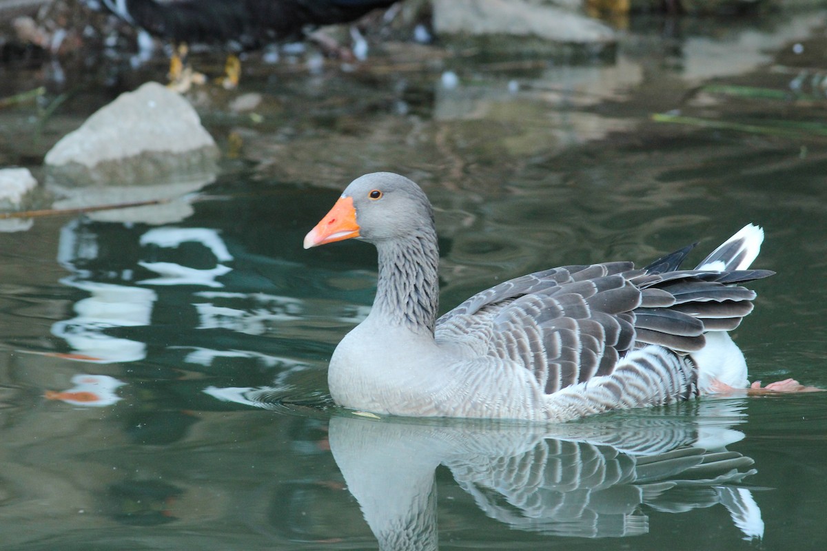Oca selvatica (domestica) - ML646297166