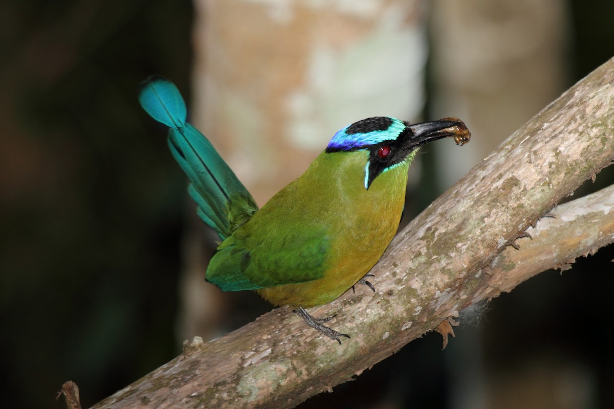 Lesson's Motmot - ML646297167