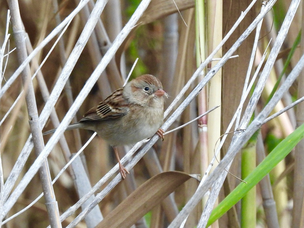 Field Sparrow - ML646297168