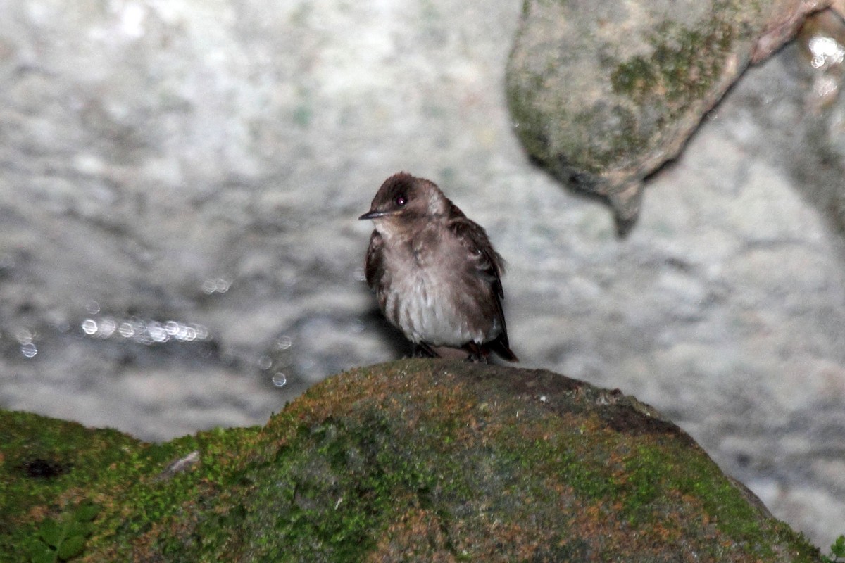 Northern Rough-winged Swallow - ML646297173
