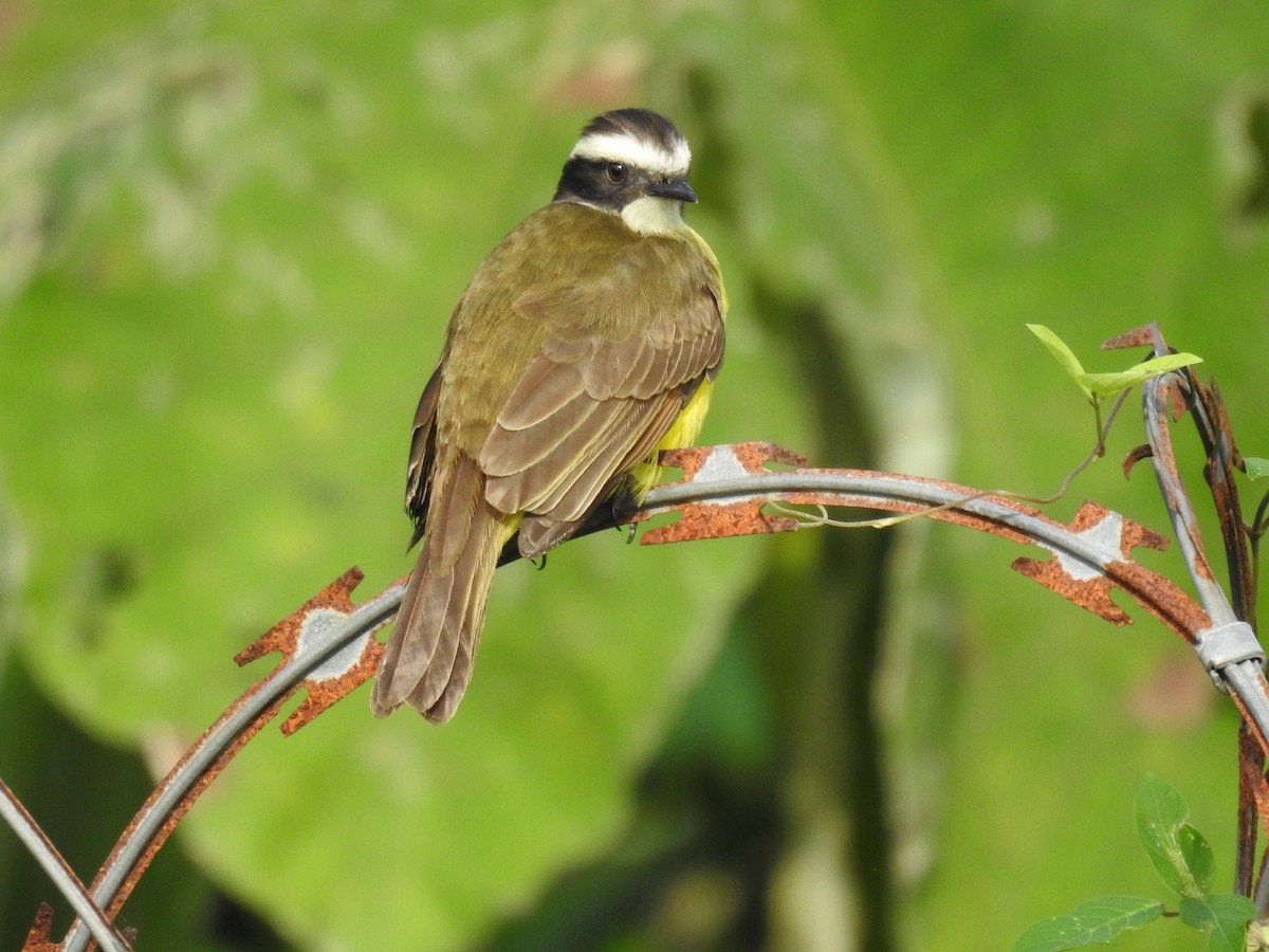Rusty-margined Flycatcher - ML646297174