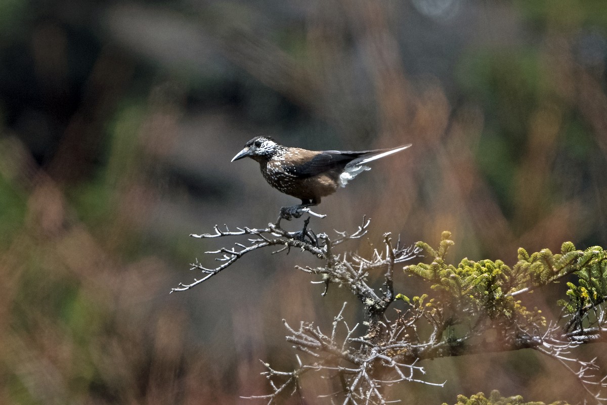 Southern Nutcracker - ML646297175