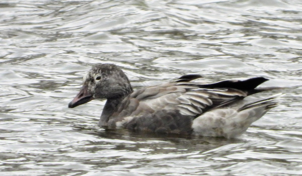 husa sněžní - ML646297178