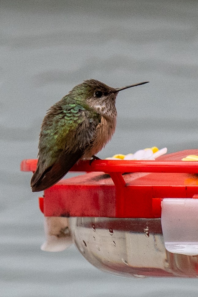 Calliope Hummingbird - ML646297180