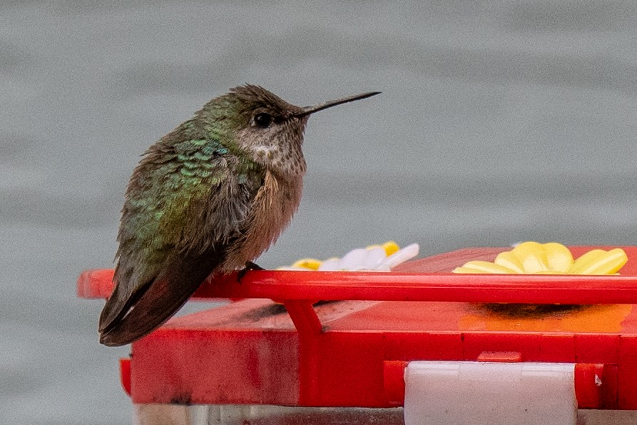 Calliope Hummingbird - ML646297181
