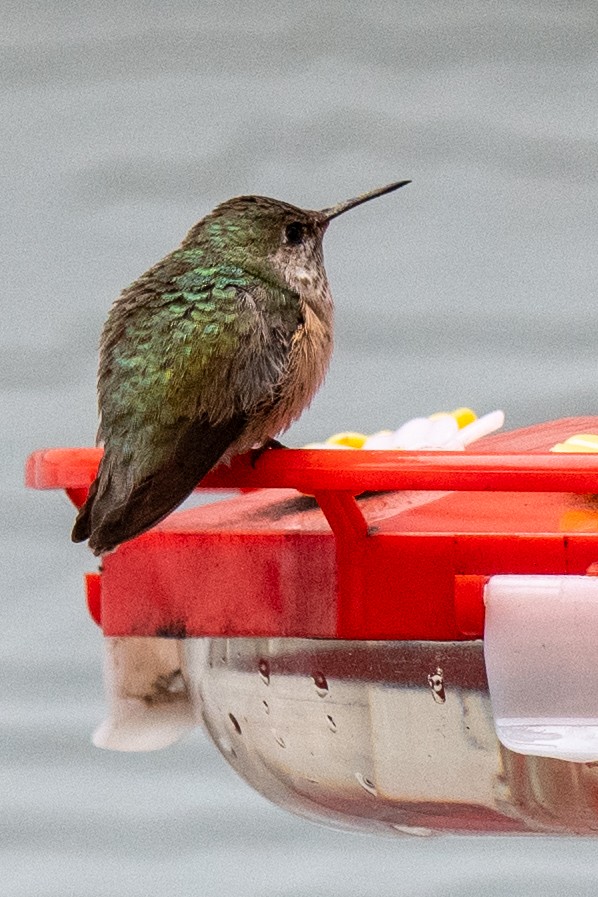 Calliope Hummingbird - ML646297182