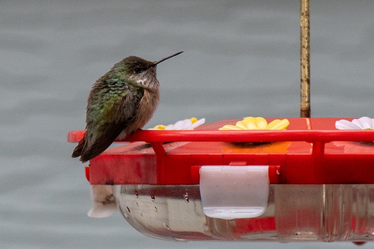 Calliope Hummingbird - ML646297183