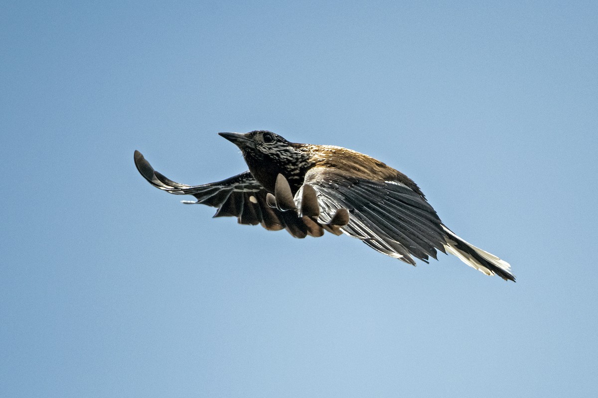 Southern Nutcracker - ML646297186