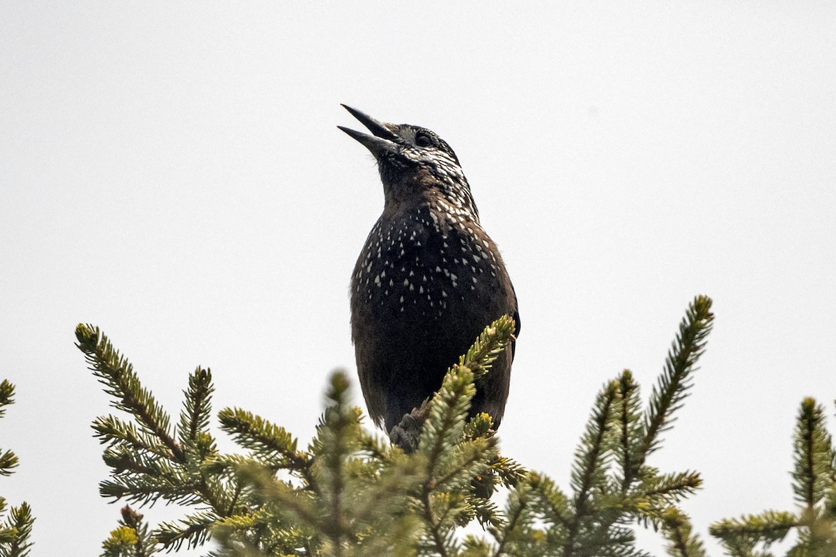 Southern Nutcracker - ML646297199