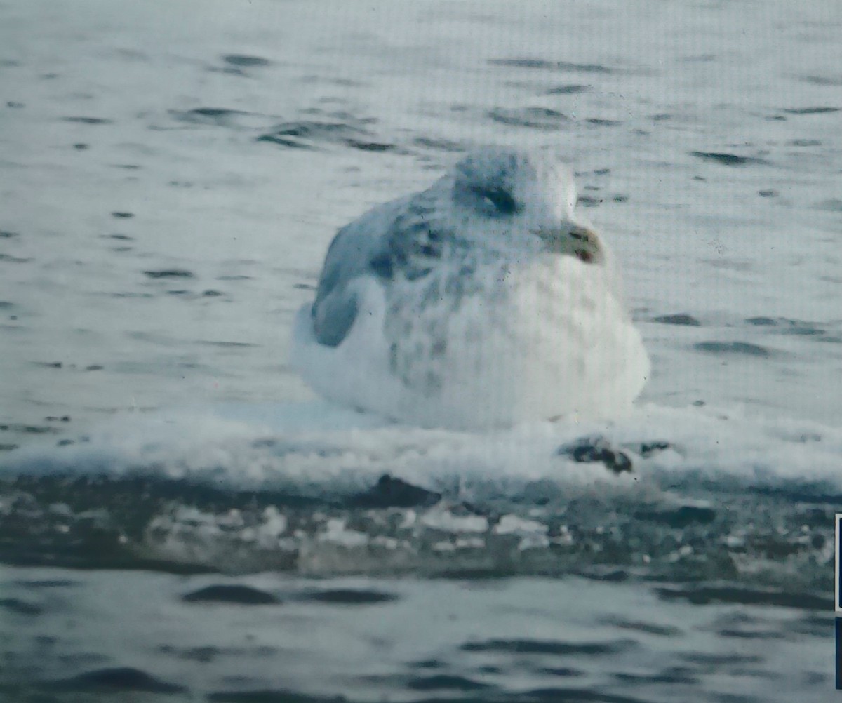 American Herring Gull - ML646297200