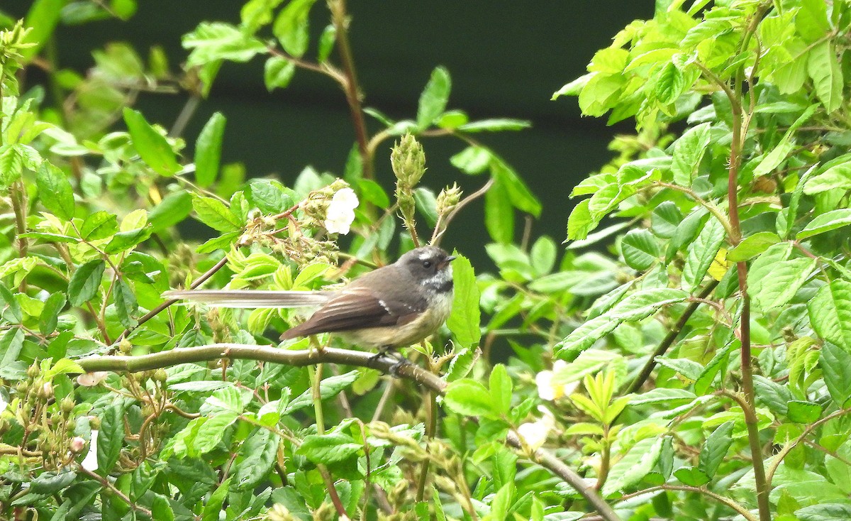 ニュージーランドオウギビタキ - ML646297201