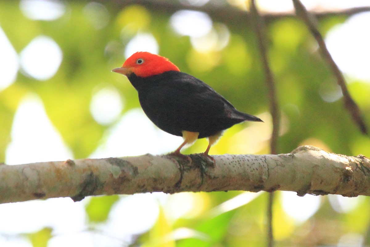 Red-capped Manakin - ML646297202