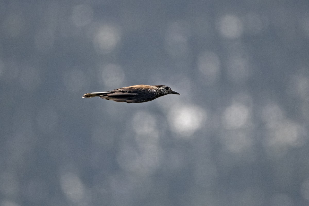 Southern Nutcracker - ML646297203