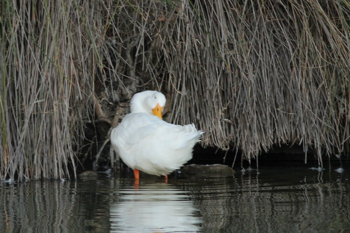 Anatra germanata - ML646297205