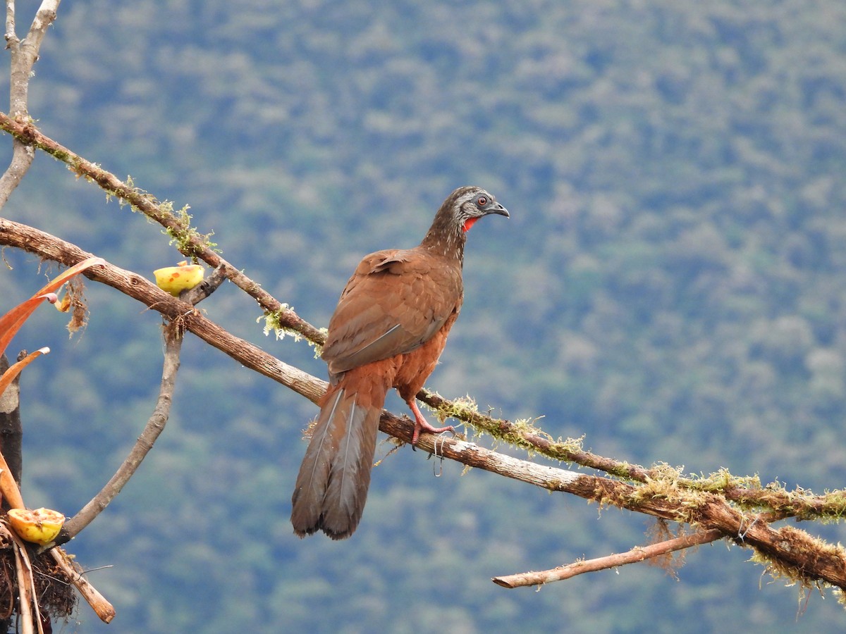 Андская пенелопа - ML646297207