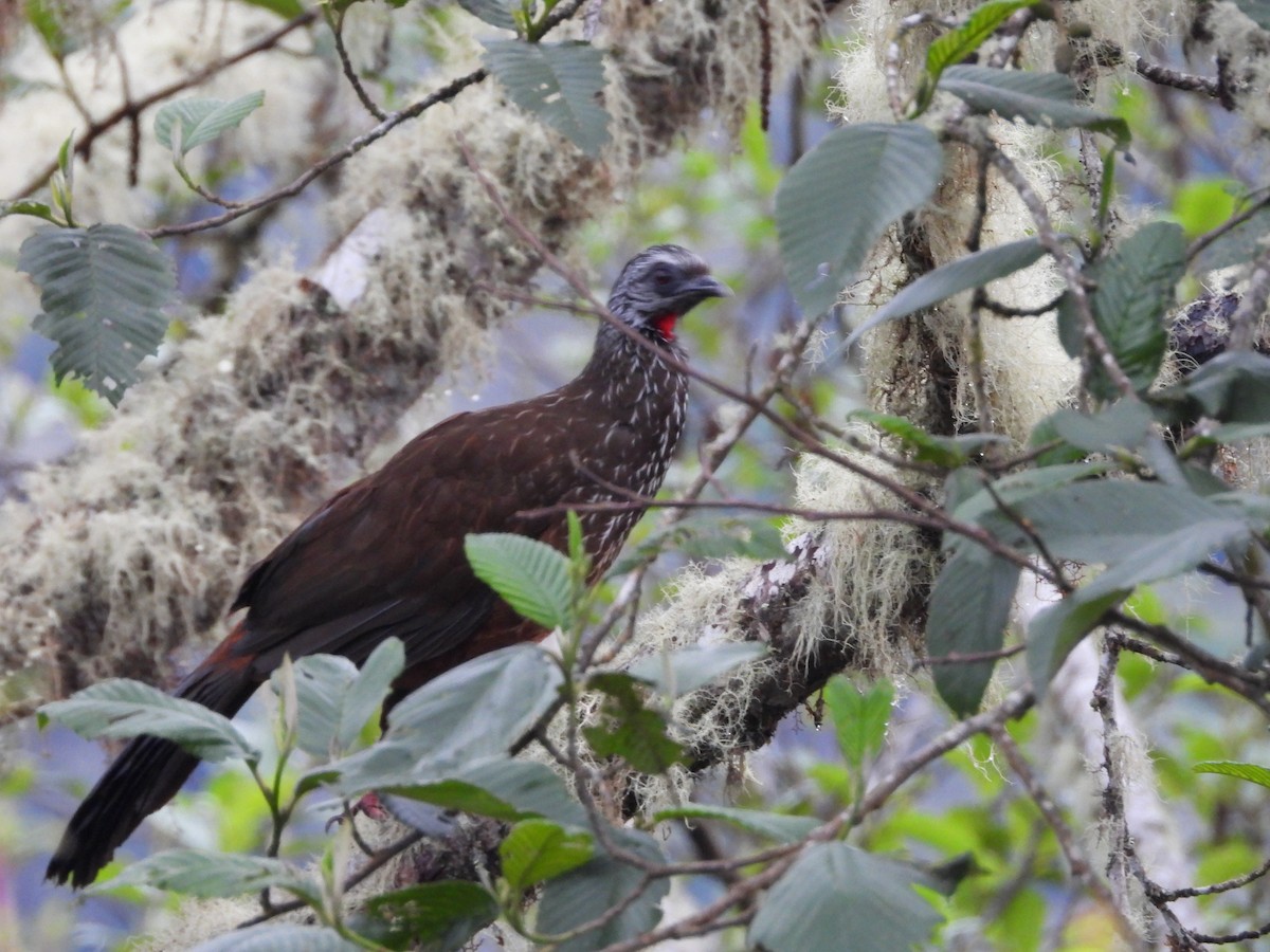 Андская пенелопа - ML646297208