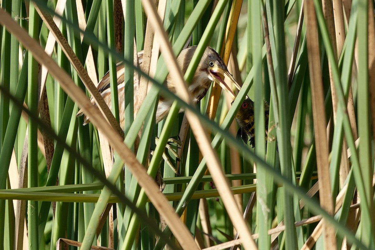 Пёстрый волчок - ML646297210