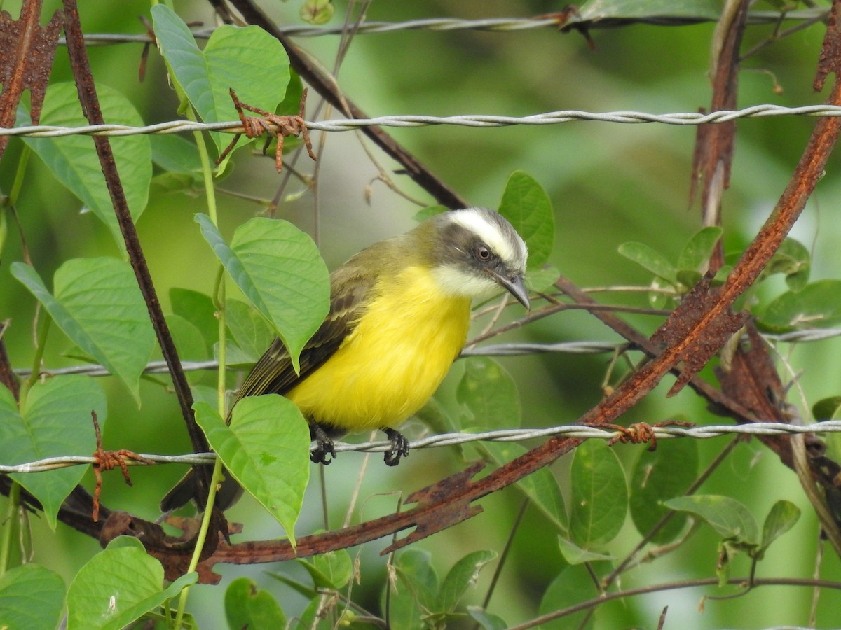 Красношапочный бентеви - ML646297211