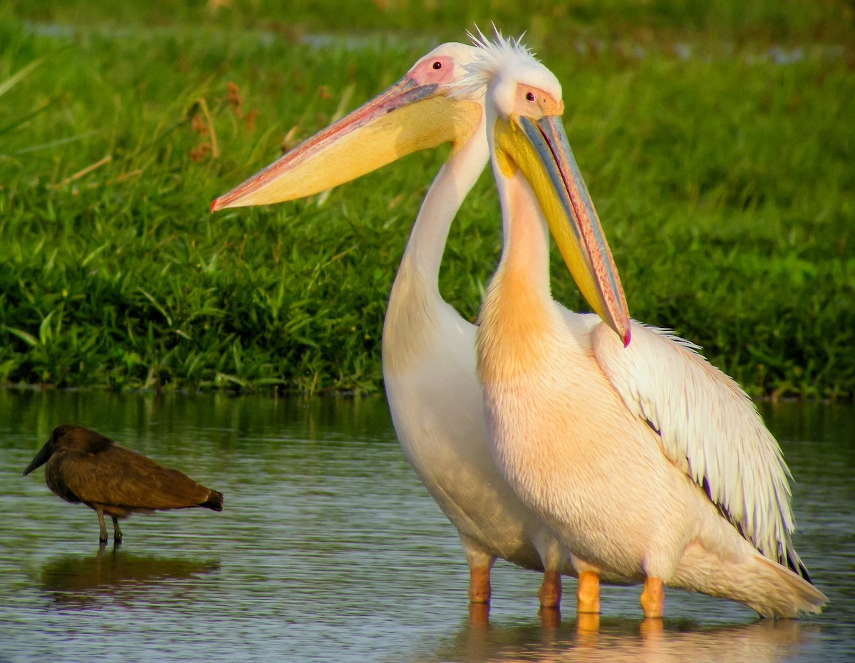 Розовый пеликан - ML646297212