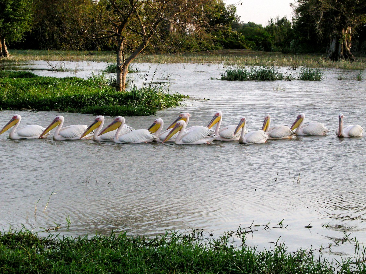 Розовый пеликан - ML646297213